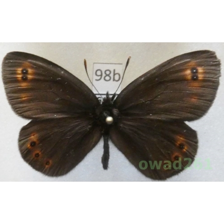 Erebia oeme (Hübner, 1804) Bulgaria98b